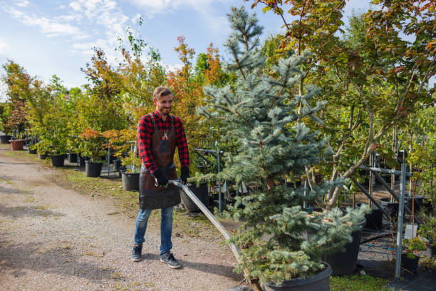 Best Tree Branch Trimming  in Hertford, NC